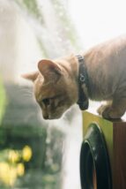 結婚相談所でのお見合い!愛猫を話題にするためのコミュニケーションのコツ